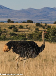 Ostrich