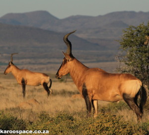 Red hartebeest