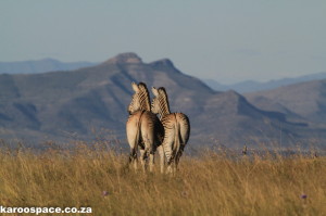 Burchell's zebra