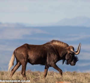 Black wildebeest