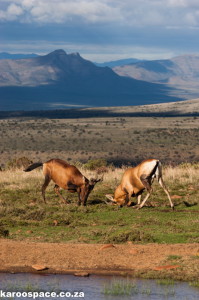 Red hartebeest