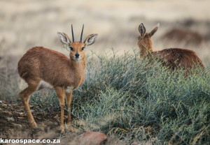 Steenbok