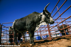 Karoo farming