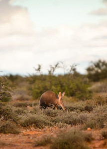 Aardvark