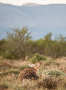 Aardvark