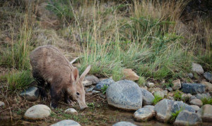 Aardvark