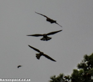 Lesser Kestrels