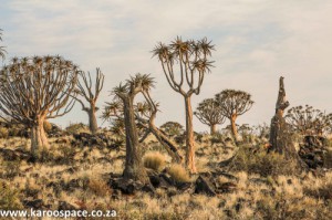 quiver trees Kenhardt