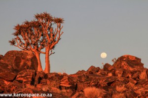 quiver trees, kenhardt, northern cape