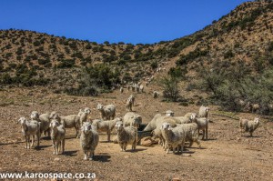 Angora goats, Karoo