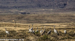 Blue cranes, Karoo, South Africa