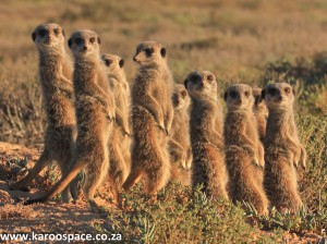 meerkats