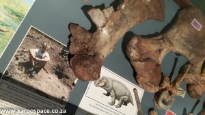 Karoo fossils, Kannemeyeria, Kitching, Nieu Bethesda